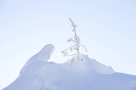 雪覆盖枞树。蓝蓝的天空。冬天