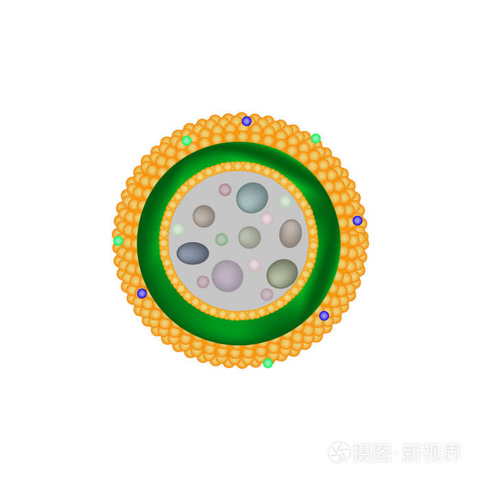 溶酶体的结构.信息图表.对孤立背景矢量图