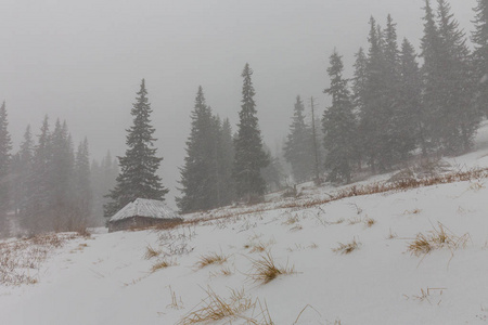 冬天的风景与冷杉树在雪暴风雪, 在山