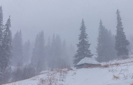 冬天的风景与冷杉树在雪暴风雪, 在山