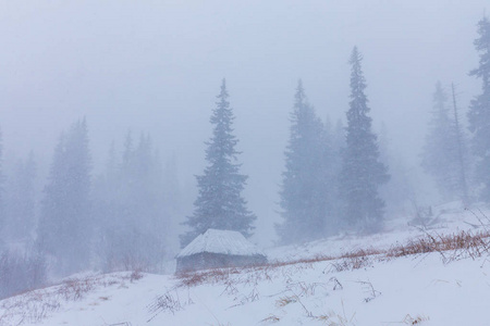 冬天的风景与冷杉树在雪暴风雪, 在山