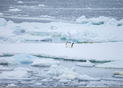 南极洲和企鹅冰的解体。
