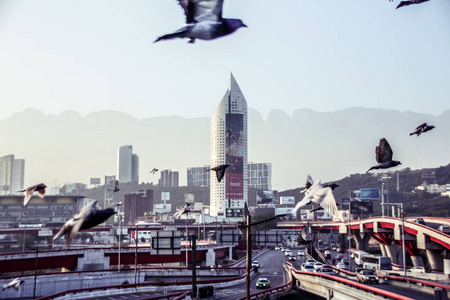 鸽子在城市场景图片