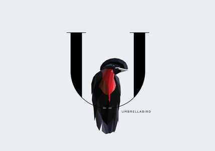 字母 U 饰 Umbrellabird