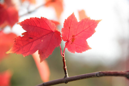 红色的叶子秋天的枫叶分支