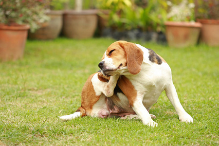 纯种母猎犬狗躺在草坪上