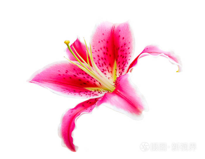 3932*3056px发票合同问题/粉红色的花瓣百合花花束花卉粉红色的花白色