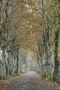 在秋天四周绿树环绕的乡间小路
