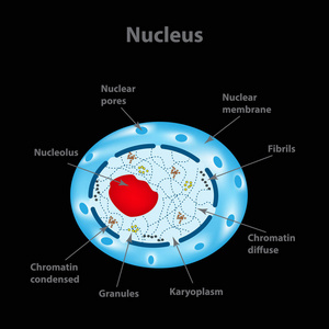 人类细胞的细胞核的结构。信息图表。矢量图