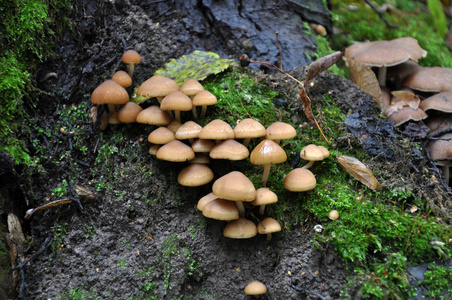 野生森林 mushrooms2