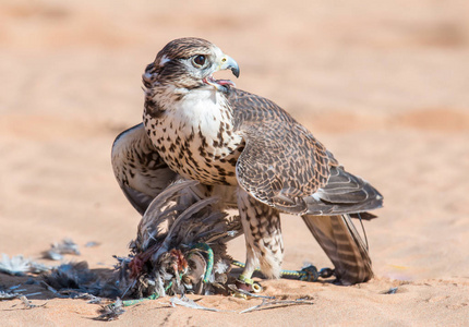 男猎隼 摘要 与他在迪拜沙漠养护中心的猎物。迪拜，阿拉伯联合酋长国