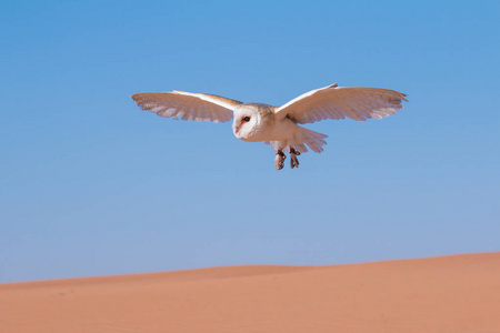 仓鸮 tyto 晨 alba 在沙漠鹰猎期间显示在迪拜，阿拉伯联合酋长国