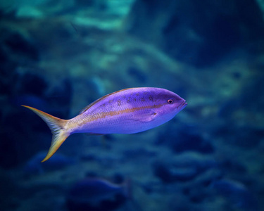 蓝色的水背景明亮的紫色小水族馆鱼