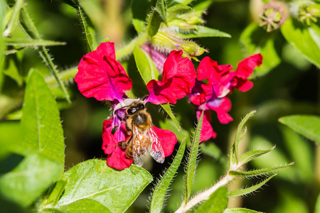 红花上的小蜜蜂