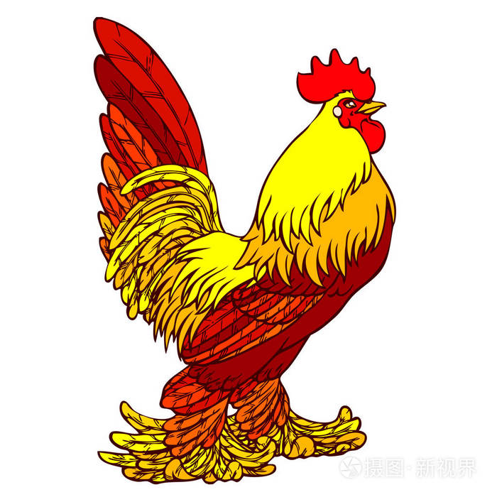 在白色自豪红色橙色公鸡