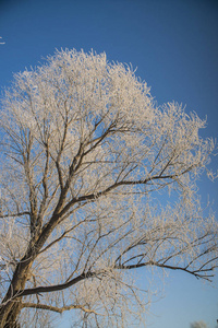 美丽的冷冻白色冬天树在雪中