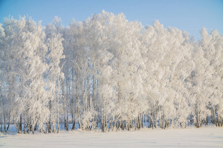 美丽的冷冻白色冬天树在雪中