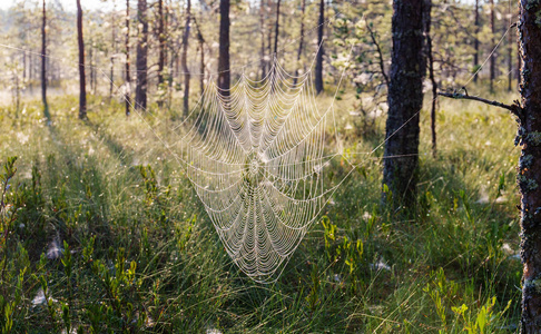 沼泽上的蜘蛛网