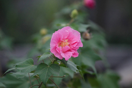 粉红色美丽的花, 芙蓉