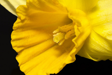 在黑色背景上的黄水仙春天的花朵