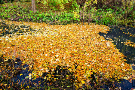 湖面上覆盖着五颜六色的秋叶