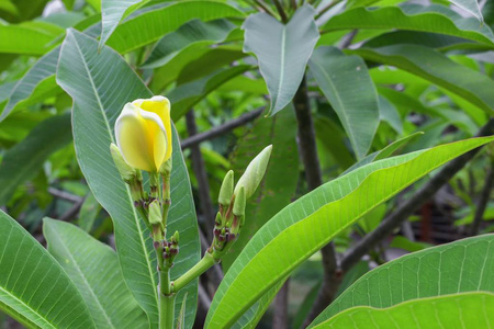 热带金银花黄色和白色弗兰基帕尼