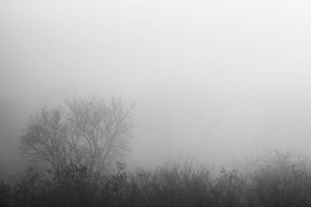 神秘的雾林