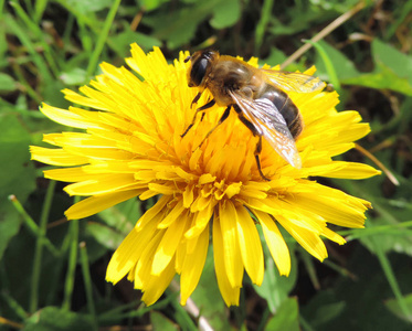 坐在一朵黄色的花的蜂蜜蜂
