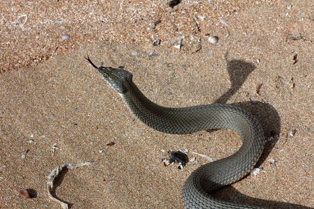 里海水蛇NatrixTessellata