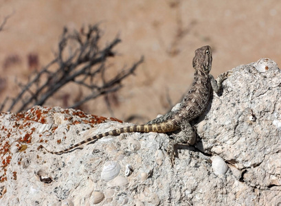 Iguanian 蜥蜴Trapelus sanguinolentus，年轻女性