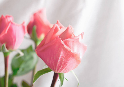 粉红玫瑰，花在白色背景下，卡的情人节那天，复制空间