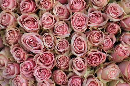 粉红色婚礼玫瑰