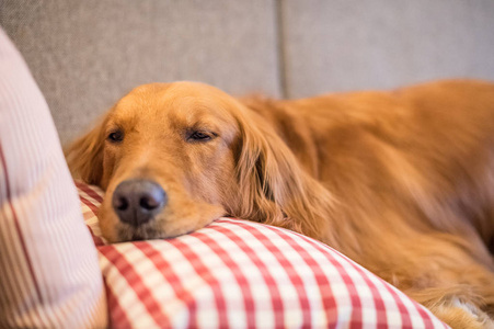 金毛寻回犬睡在沙发上