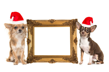 金维多利亚镜框与吉娃娃狗旁边穿着圣诞老人的帽子