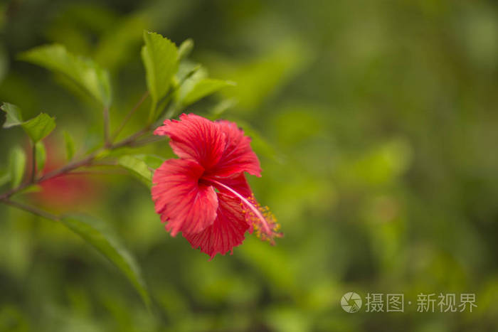 在模糊的绿色背景上的红花