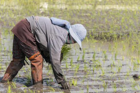 工作的泰国农场植物水稻的农民