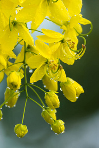 降雨后的新鲜黄金淋浴花