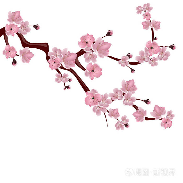 插画 物体 日本樱花树.一个分支,粉红色的樱花.白色背景上的孤立.