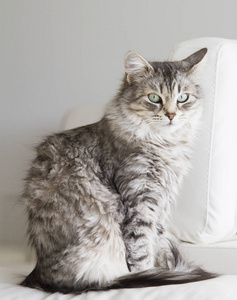 银猫的皮毛的西伯利亚狗在沙发上