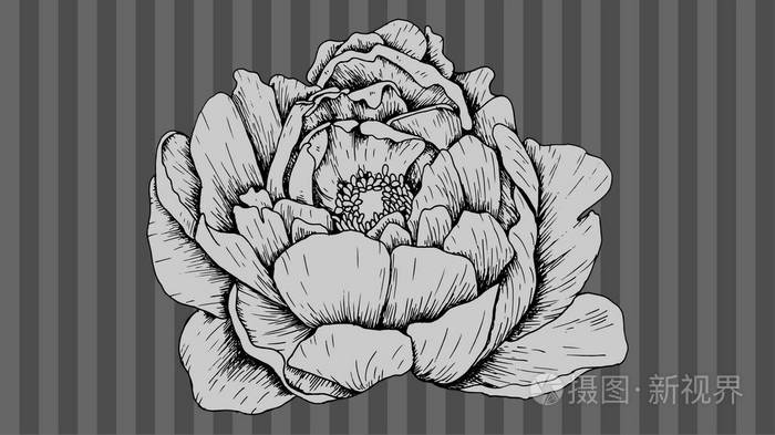 牡丹花卉矢量插图复古素描样式插画-正版商用图片0wcv0d-摄图新视界