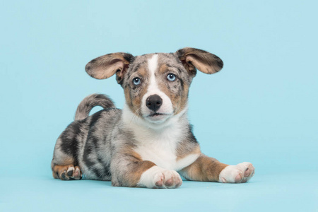 可爱的威尔士科基犬蓝眼睛与挂耳朝下躺着的小狗