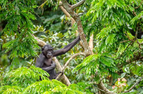 倭黑猩猩在自然栖息地图片