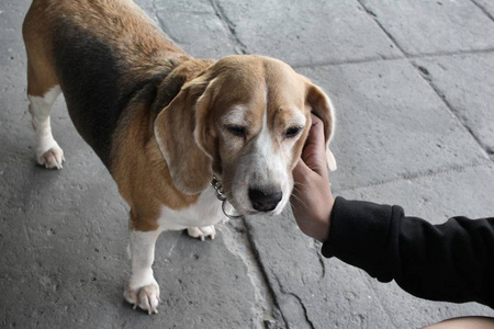 用一只手比格犬