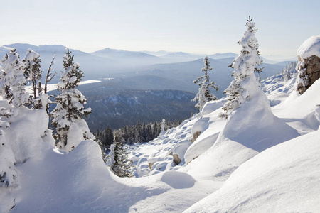 冬季景观。雪覆盖云杉和雪堆