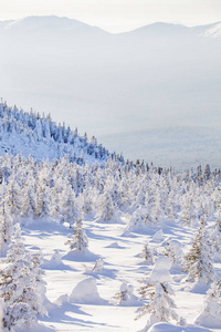 山脉 Zyuratkul。森林和雪堆，冬季景观
