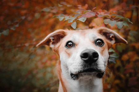 在秋天背景混合的品种红有趣的狗