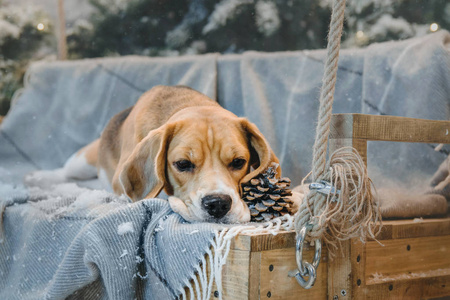 坐在圣诞树旁的美丽 beagle 犬