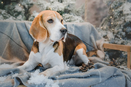坐在圣诞树旁的美丽 beagle 犬