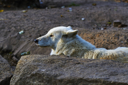 柏林动物园里的白狼