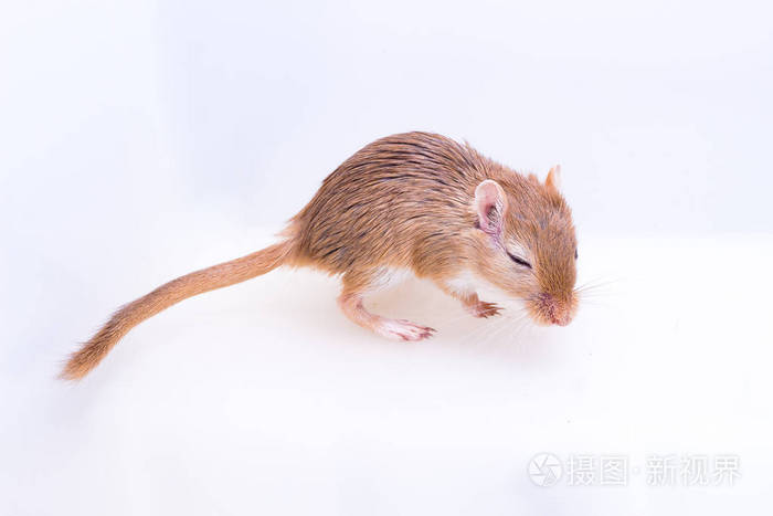 长爪沙鼠沙漠鼠